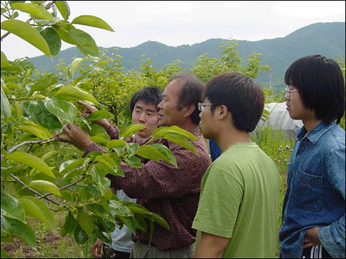 감밭 주인 아저씨께 감 솎기 요령을 배우고 있다. 